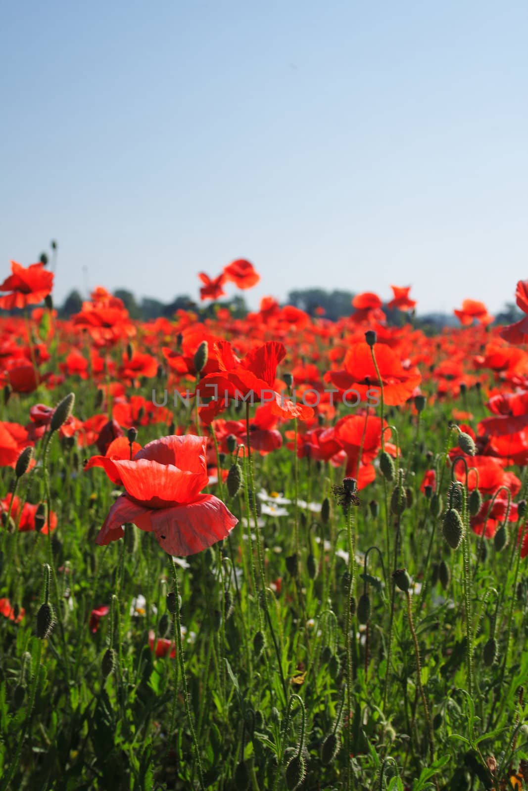 red poppy flowers as very nice natural background
