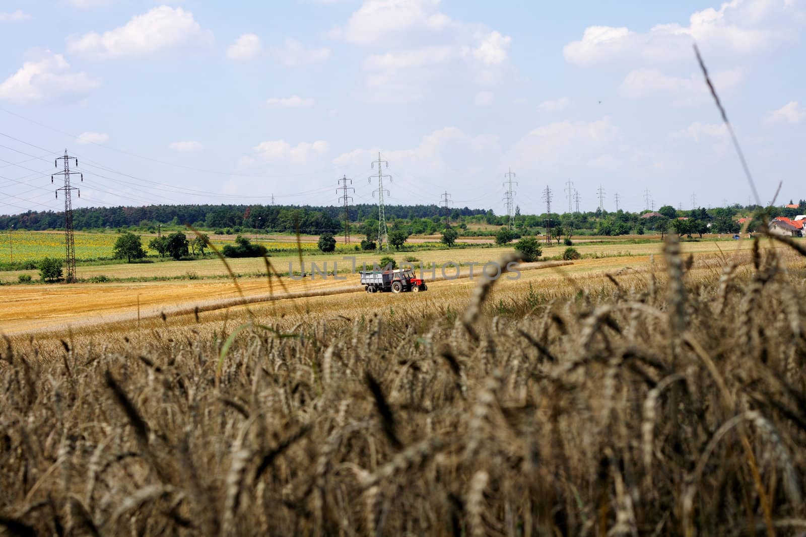 nice czech country with the golden corn and blue sky