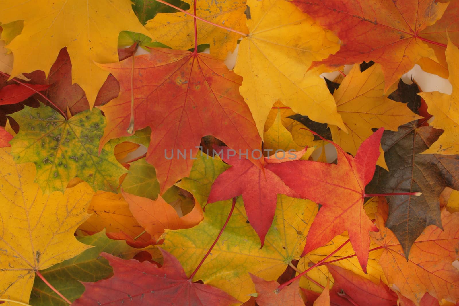autumn leaves as very nice natural background