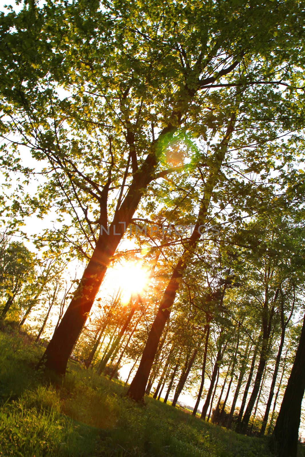 very nice sunset in the green spring forest 