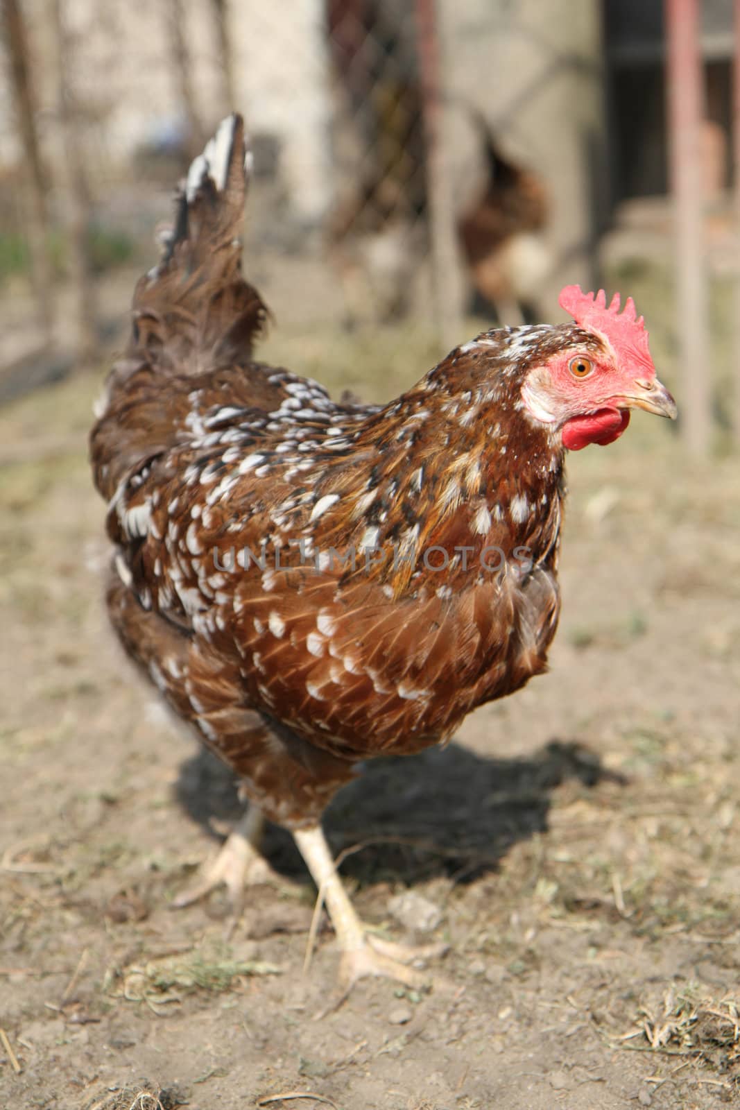 nice chicken from small czech family farm