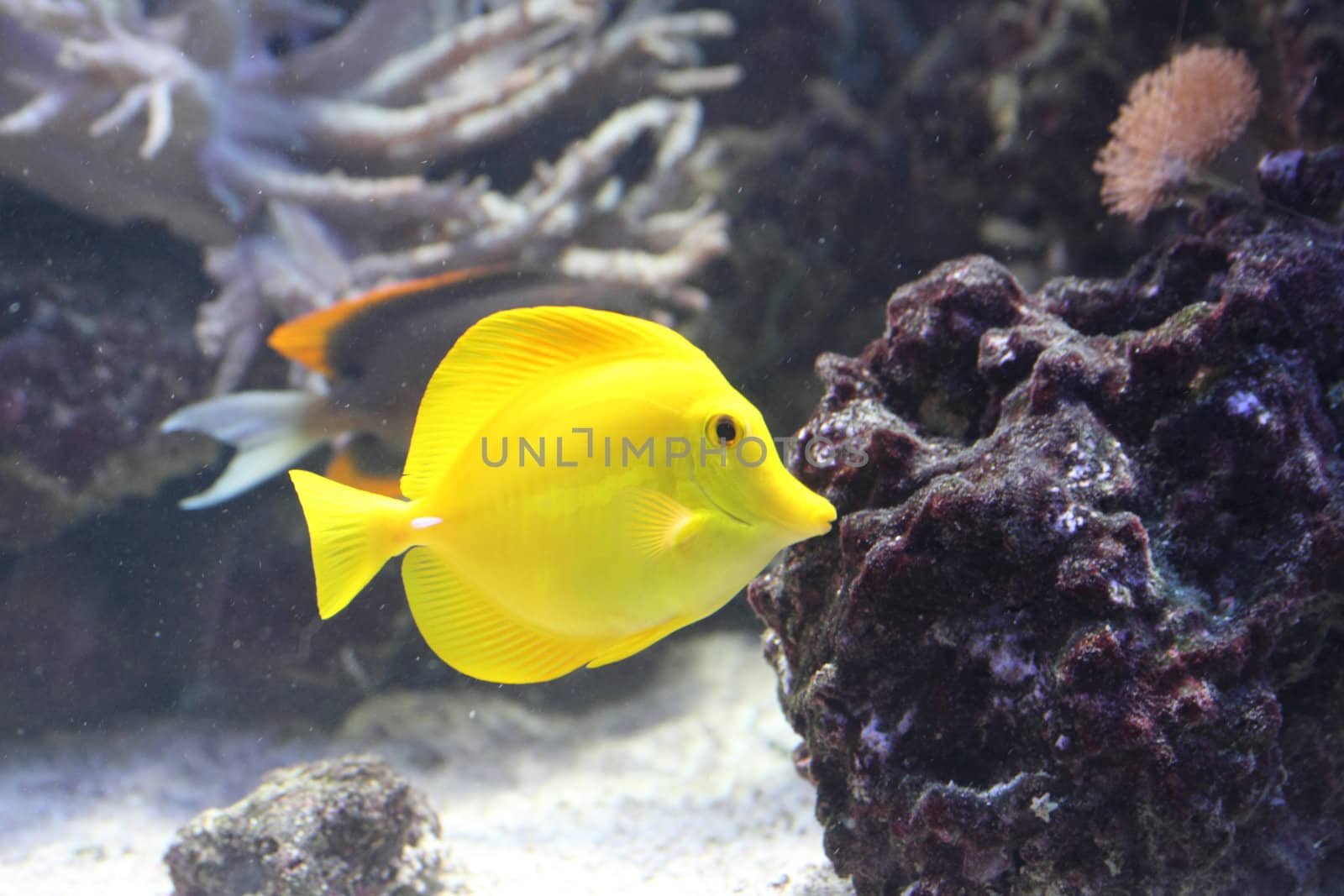 exotic sea fish in the aquarium  as nice natural background