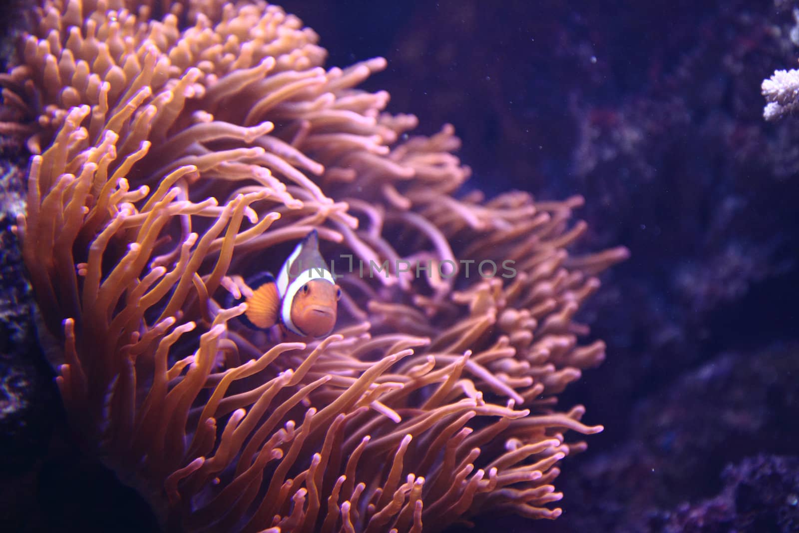 nice aquarium background with the clown fish