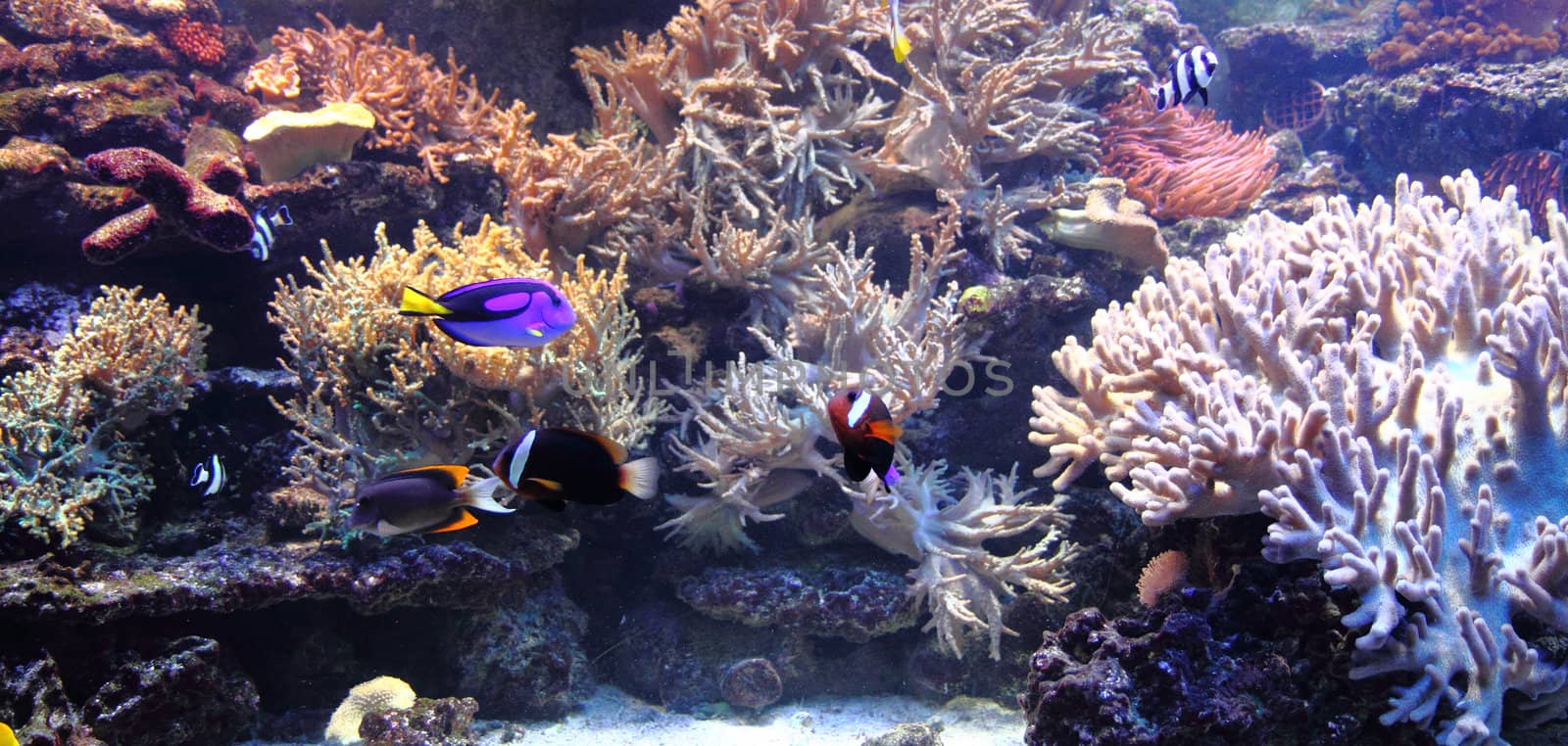nice aquarium background from the coral sea 