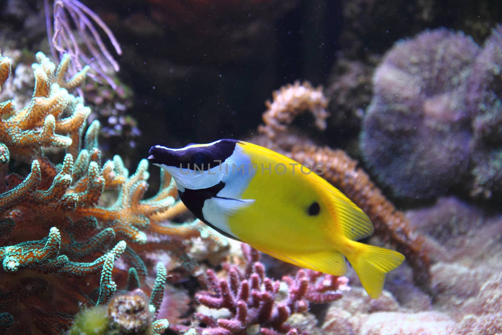 nice aquarium background with the yellow fish
