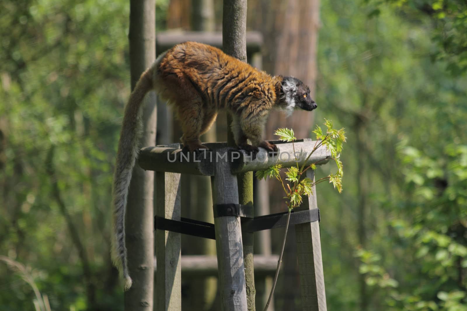 nice lemur money in the spring nature 