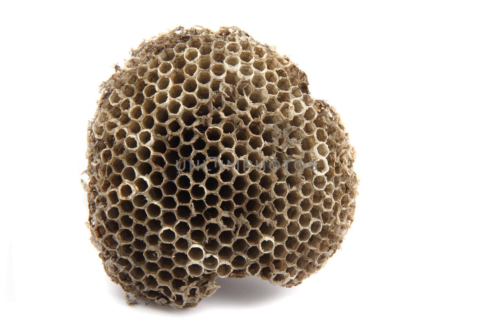 small wasp nest isolated on the white background