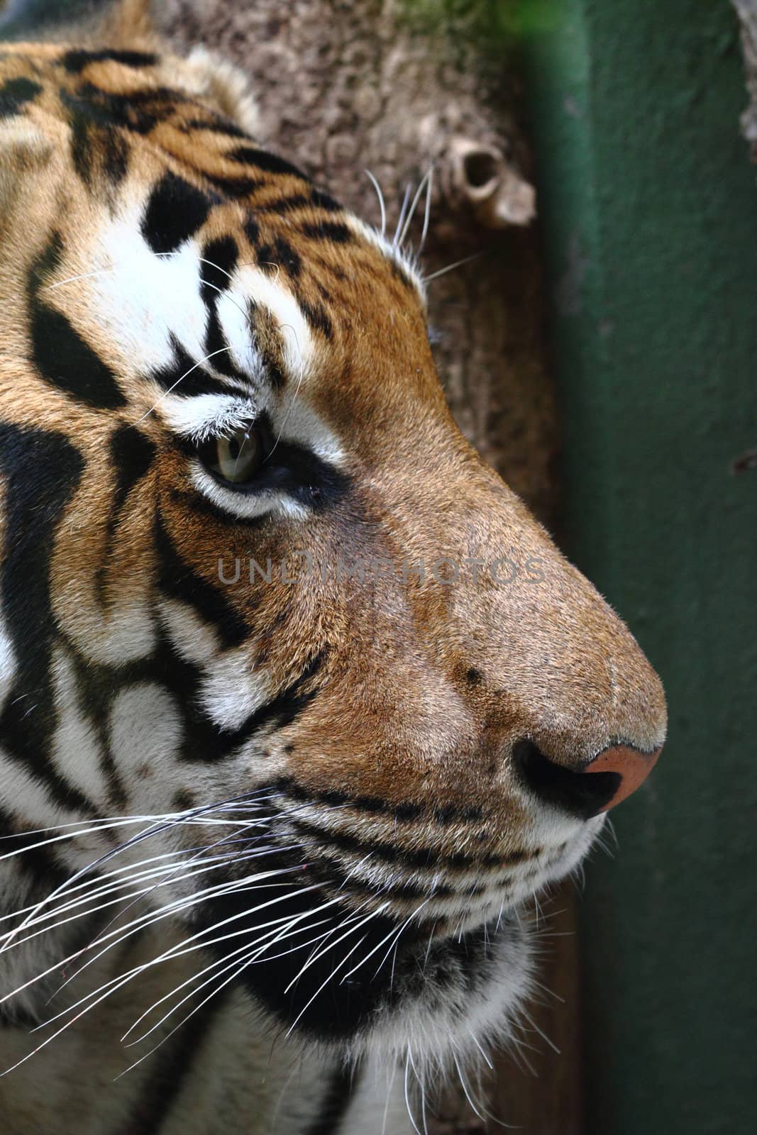 detail of tiger head  by jonnysek