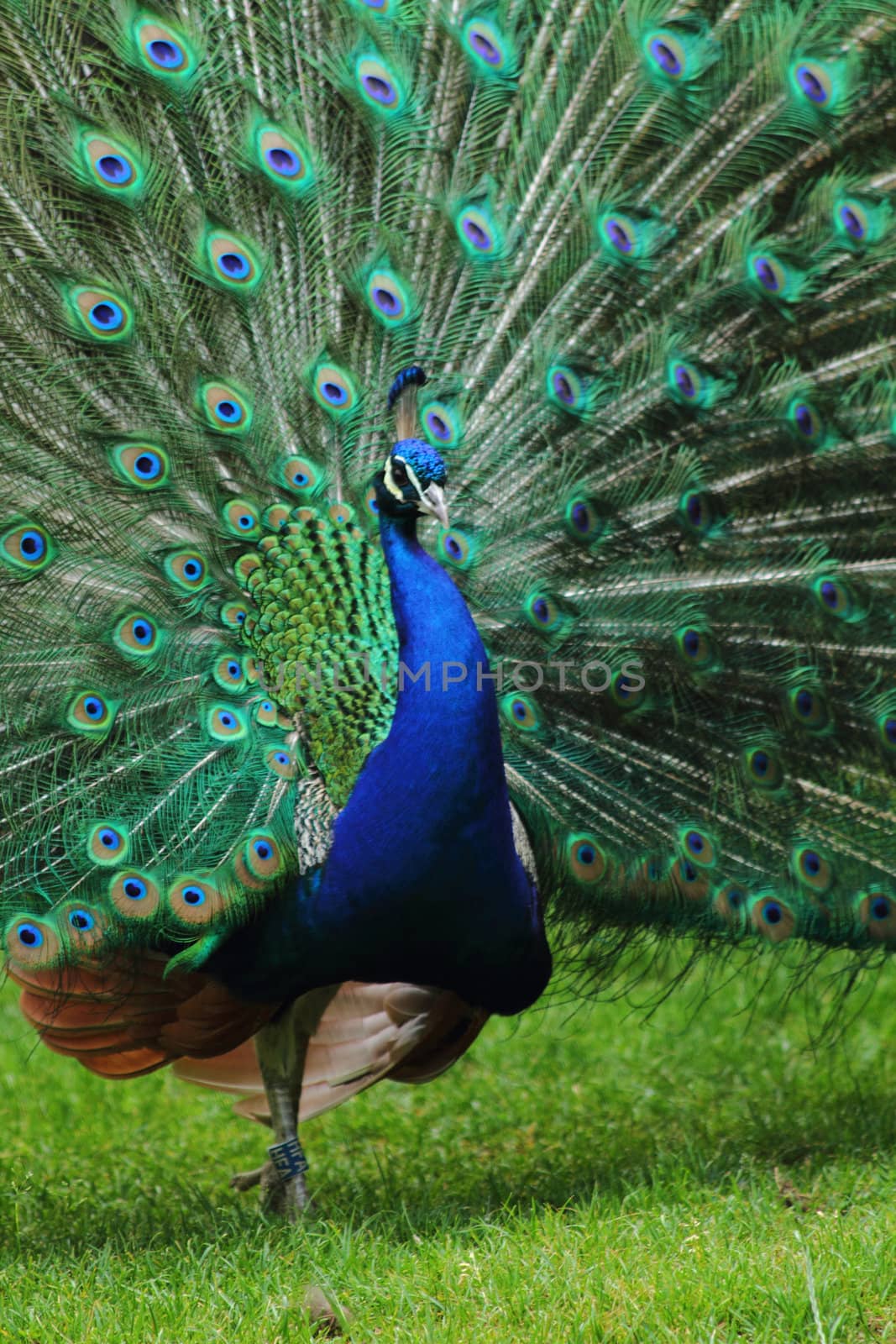 very nice peacock in the green garden 