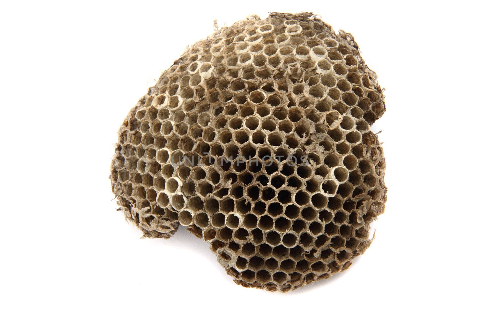 part of wasp nest isolated on  the white background