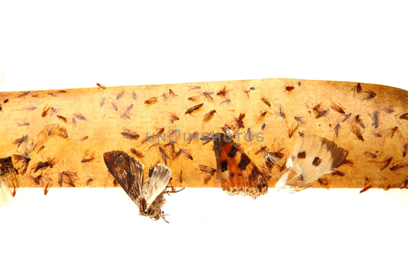 flypaper with flyies on the white background