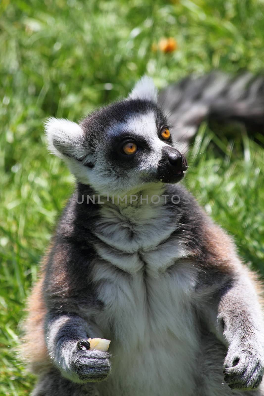 lemur monkey in the green grass garden 