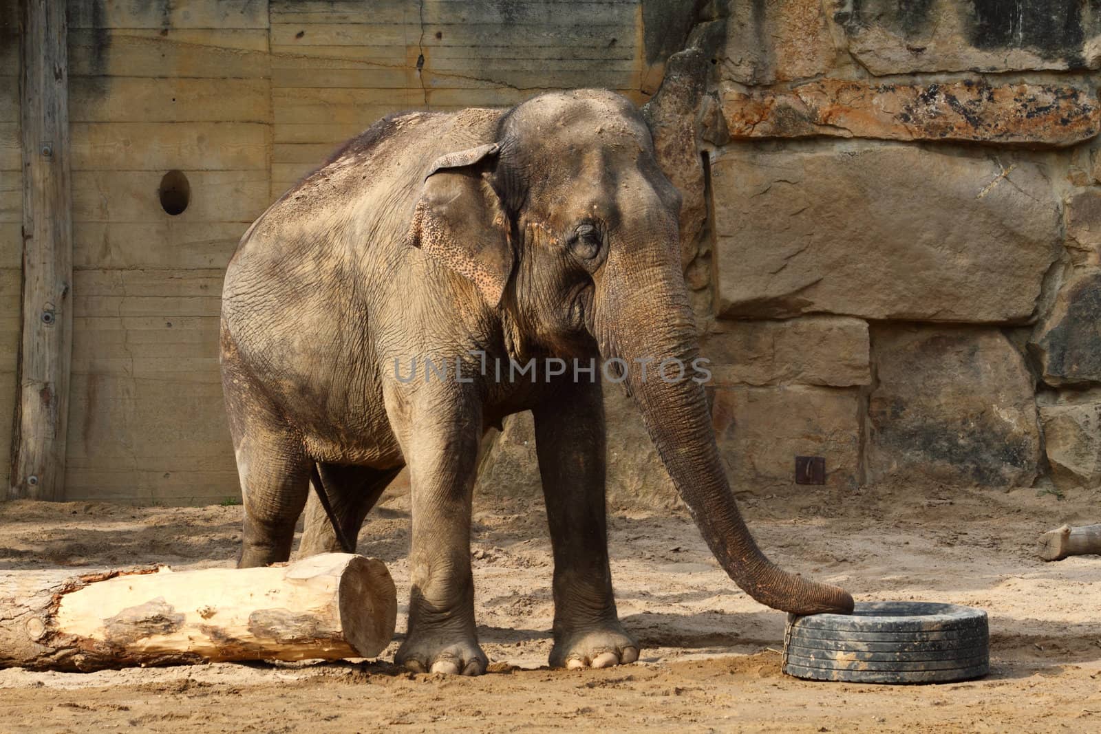 big elephant is walking in his home 