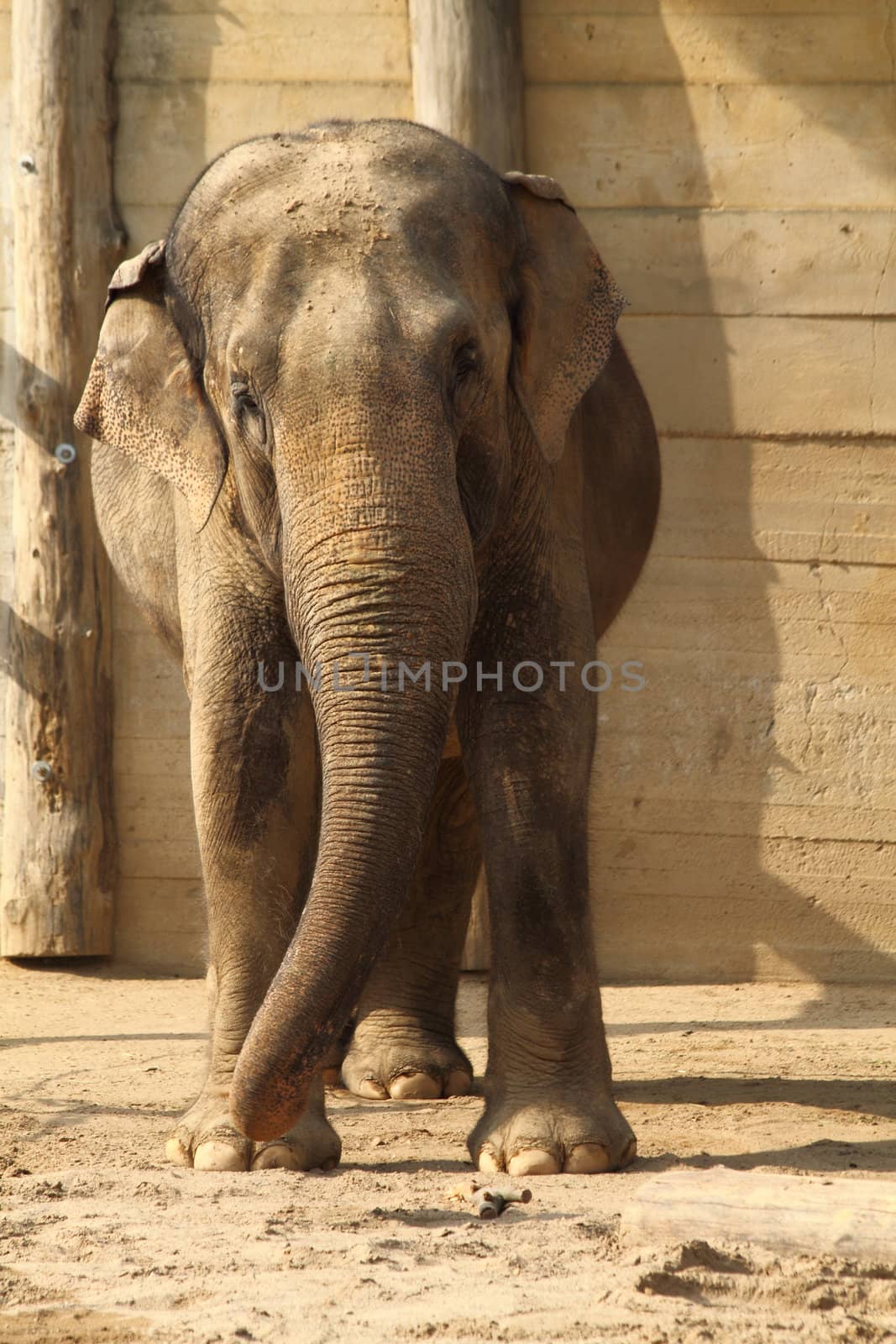 elephant  by jonnysek