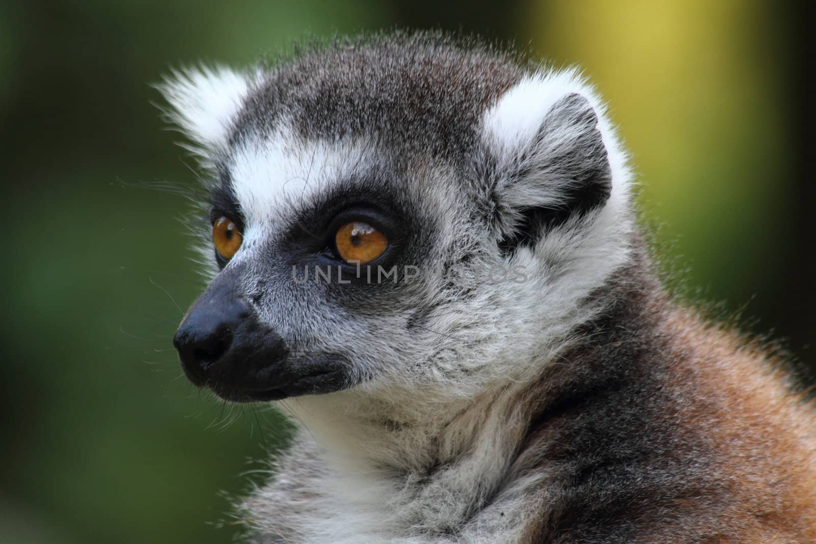 very nice detail of lemur monkey head 