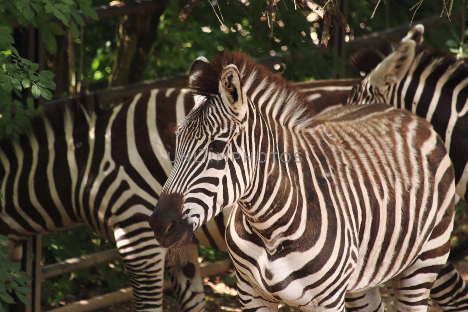 nice zebra horse in the small garden