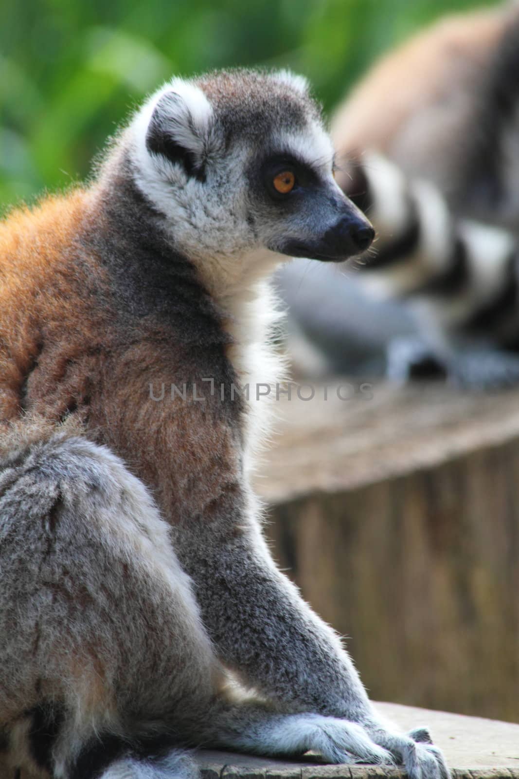 lemur monkey by jonnysek