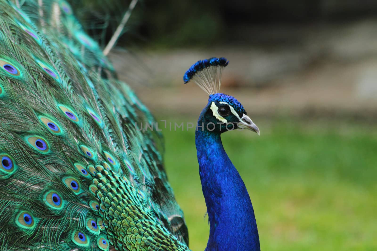 peacock as very nice blue and green animal background 