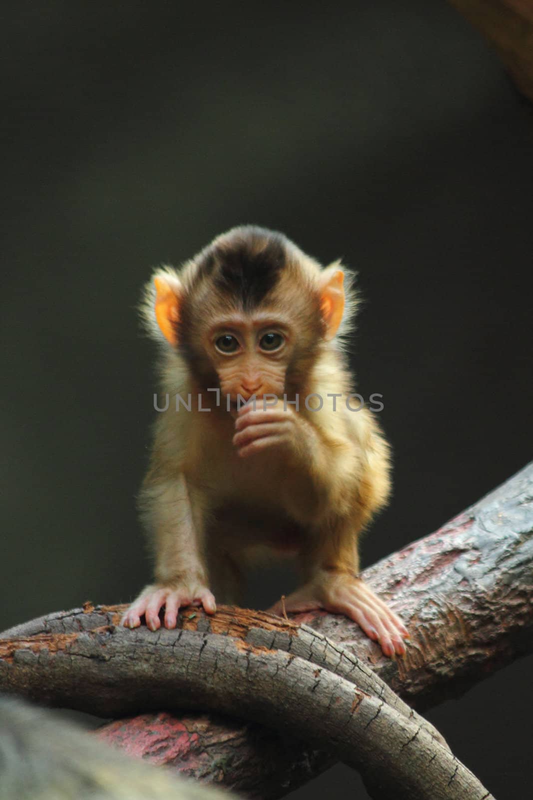 small monkey by jonnysek