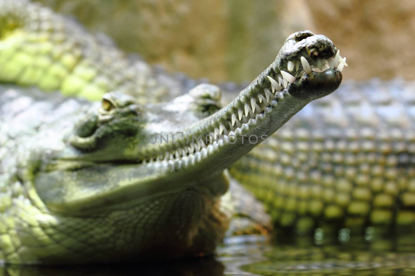 detail of alligator head as very nice animal background