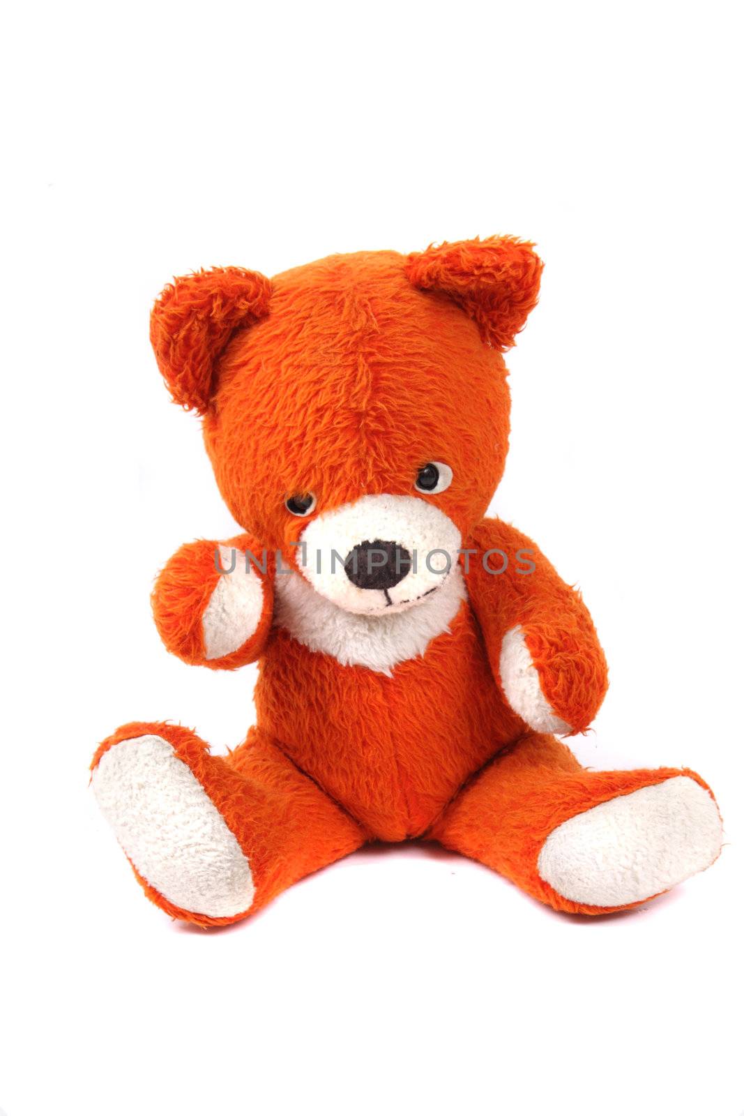old red bear isolated on the white background