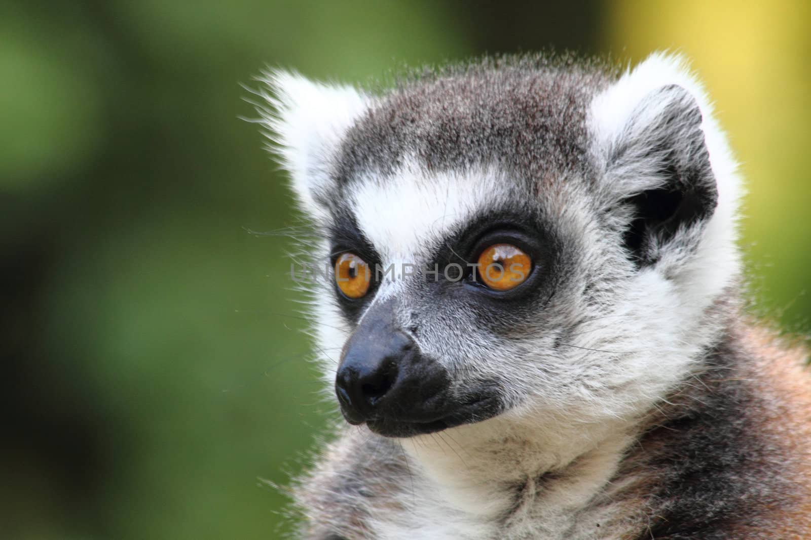 head of lemur monkey with the yelow eyes