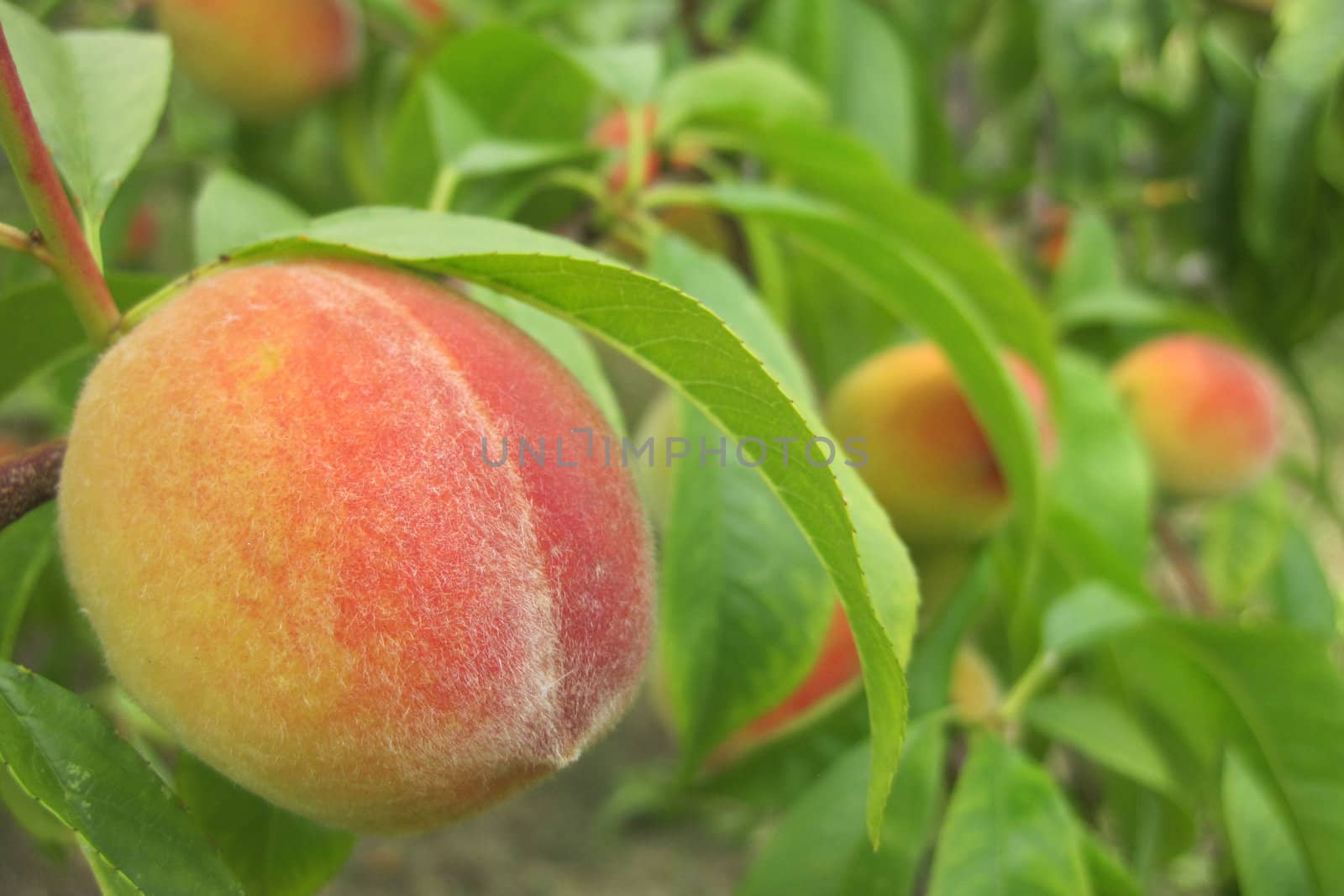 peach on the tree