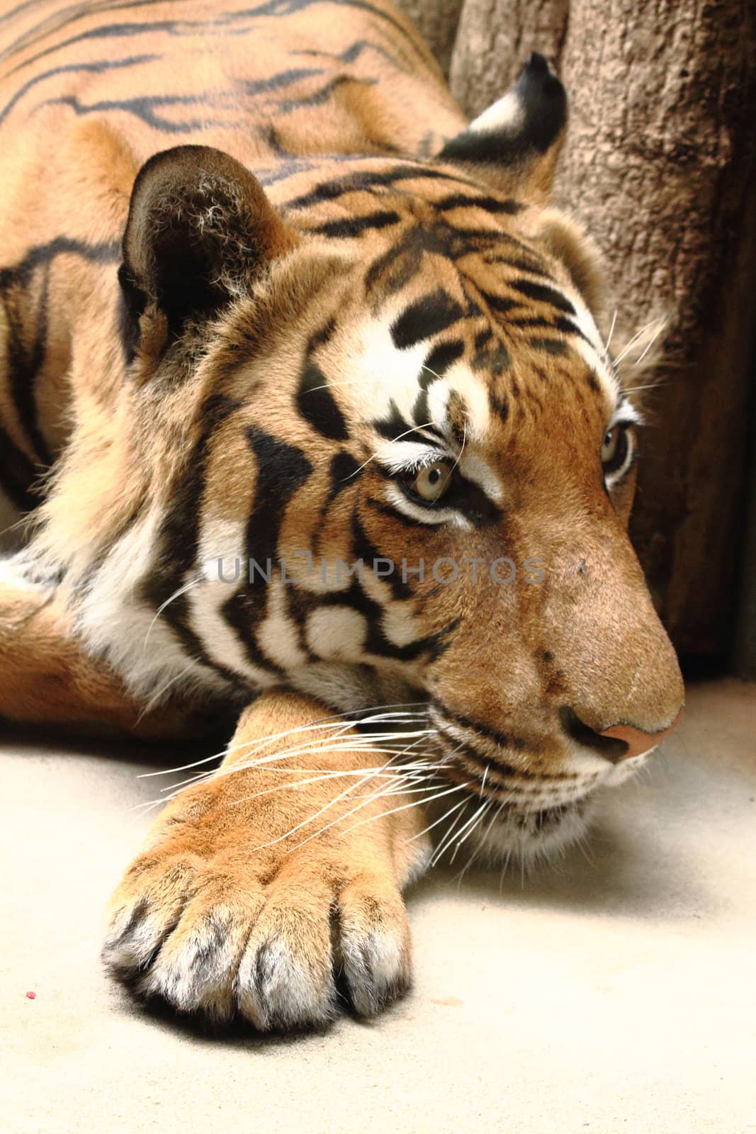 tiger by jonnysek