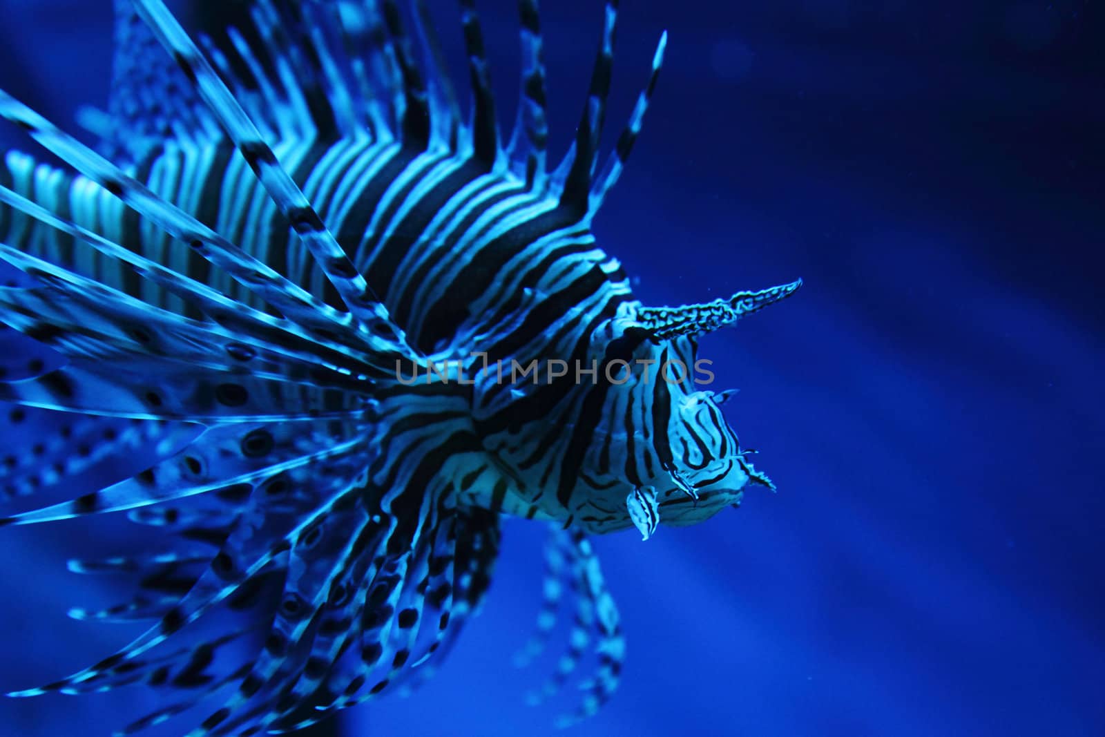 exotic zebra fish from the dark blue ocean 