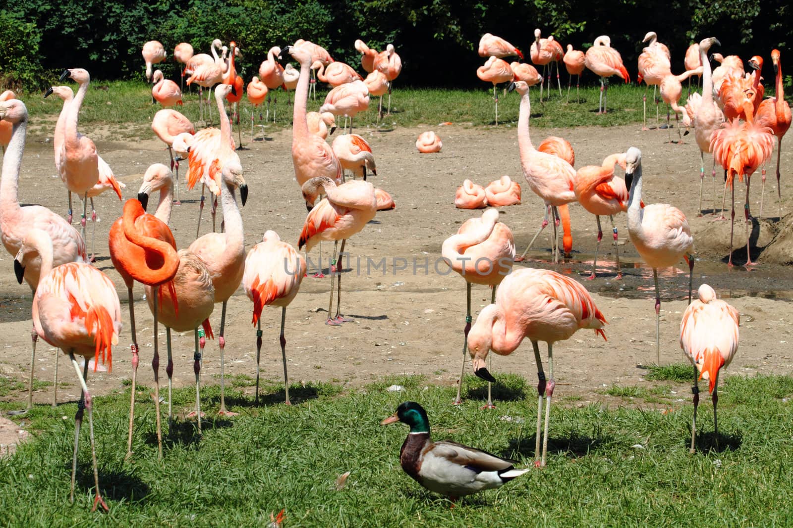 nice red flamingos from the Prague ZOO 