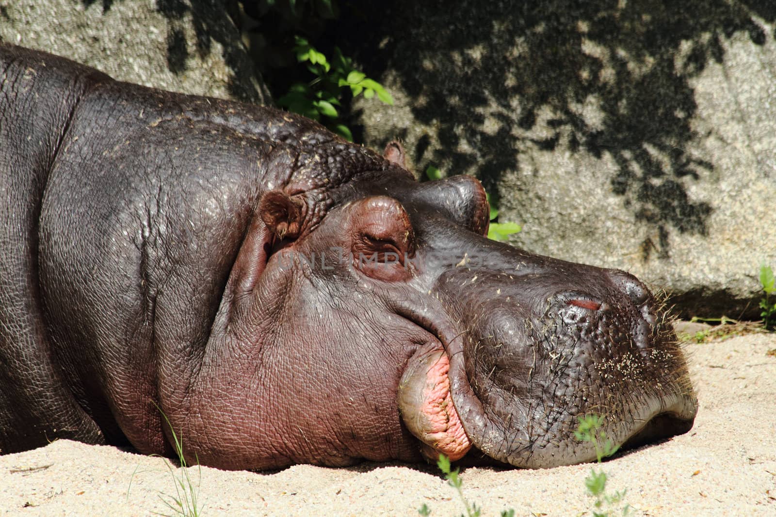 small hippo is resting in the nature 