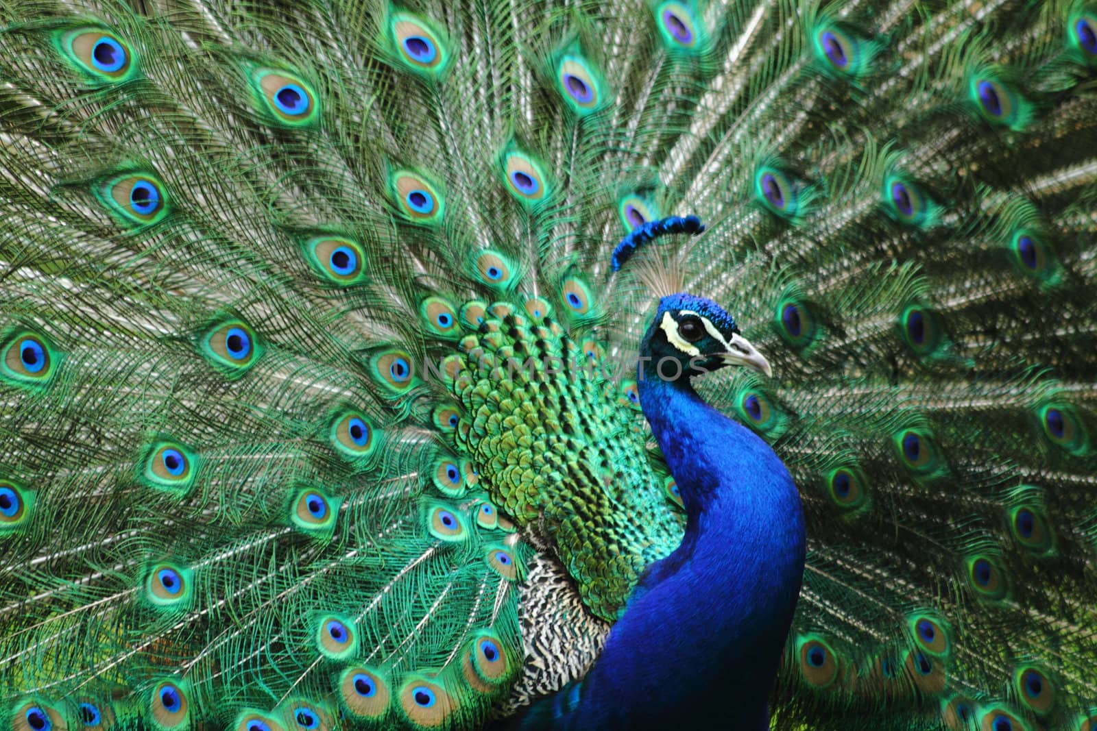head peacock as very nice animal background