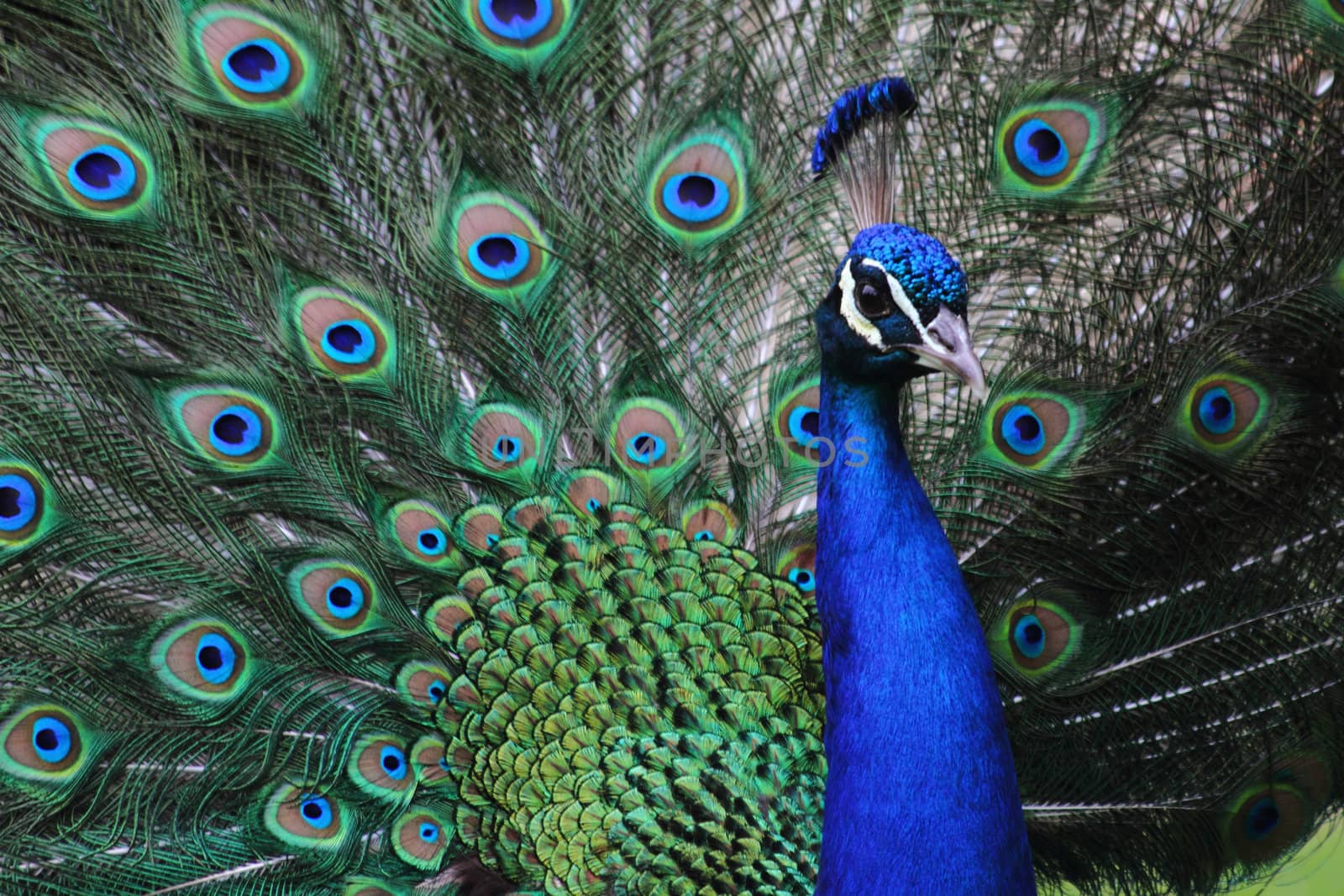 very nice peacock as very nice color background