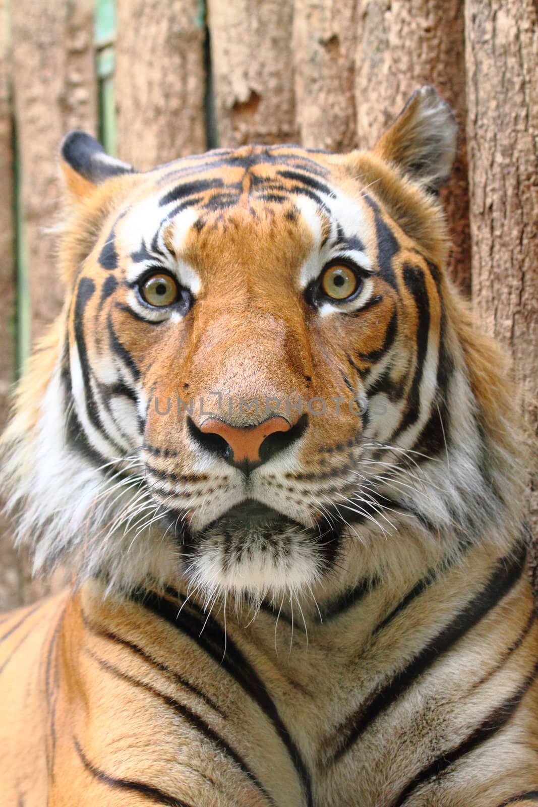 head of tiger by jonnysek