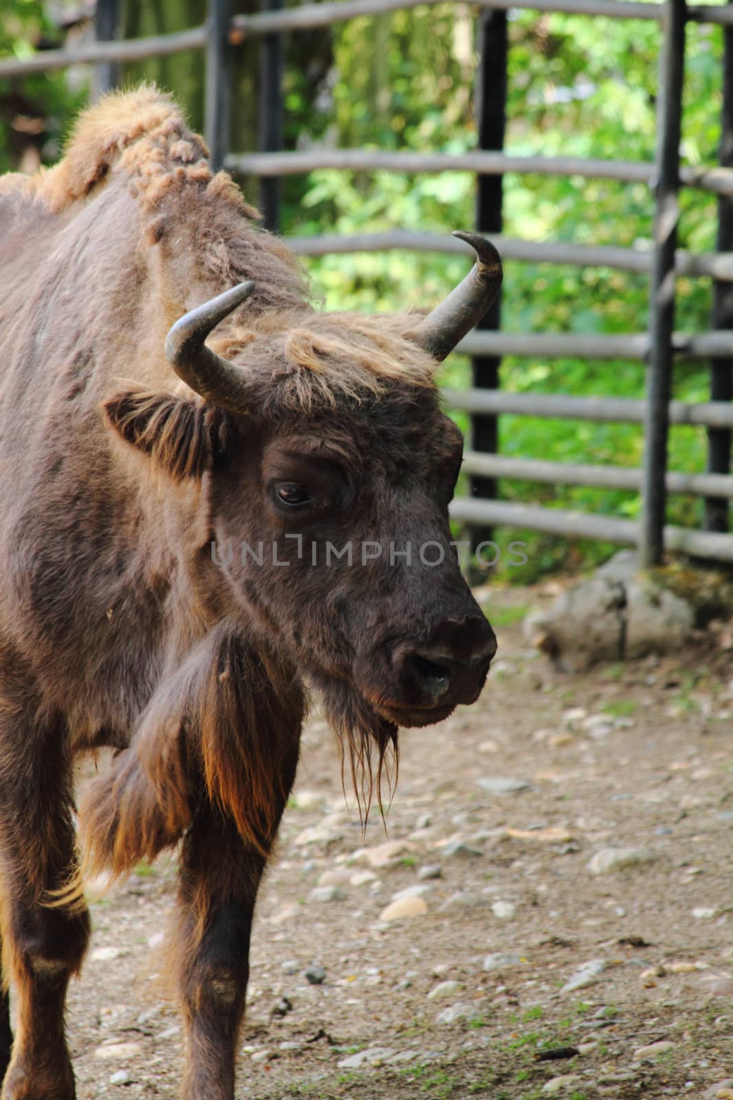 bison  by jonnysek