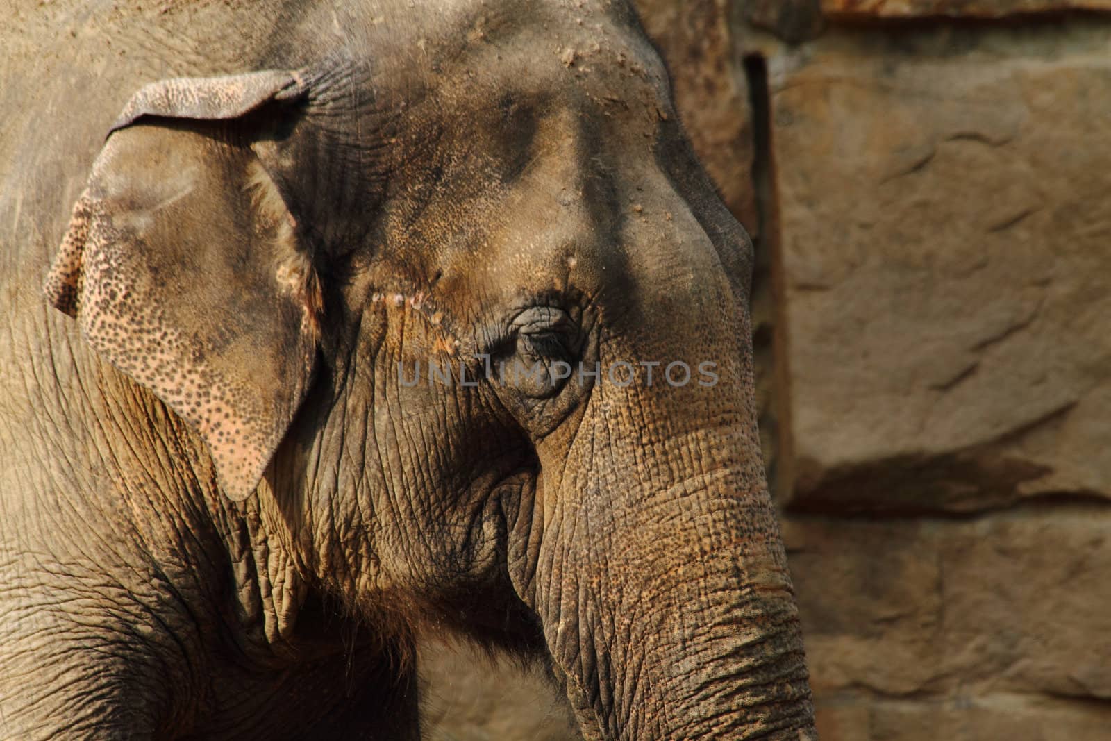 very nice detail of big elephant head