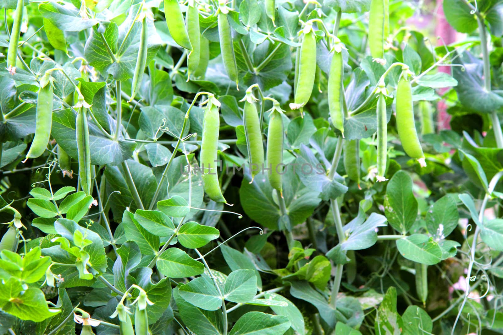 nice green pea from the small czech farm