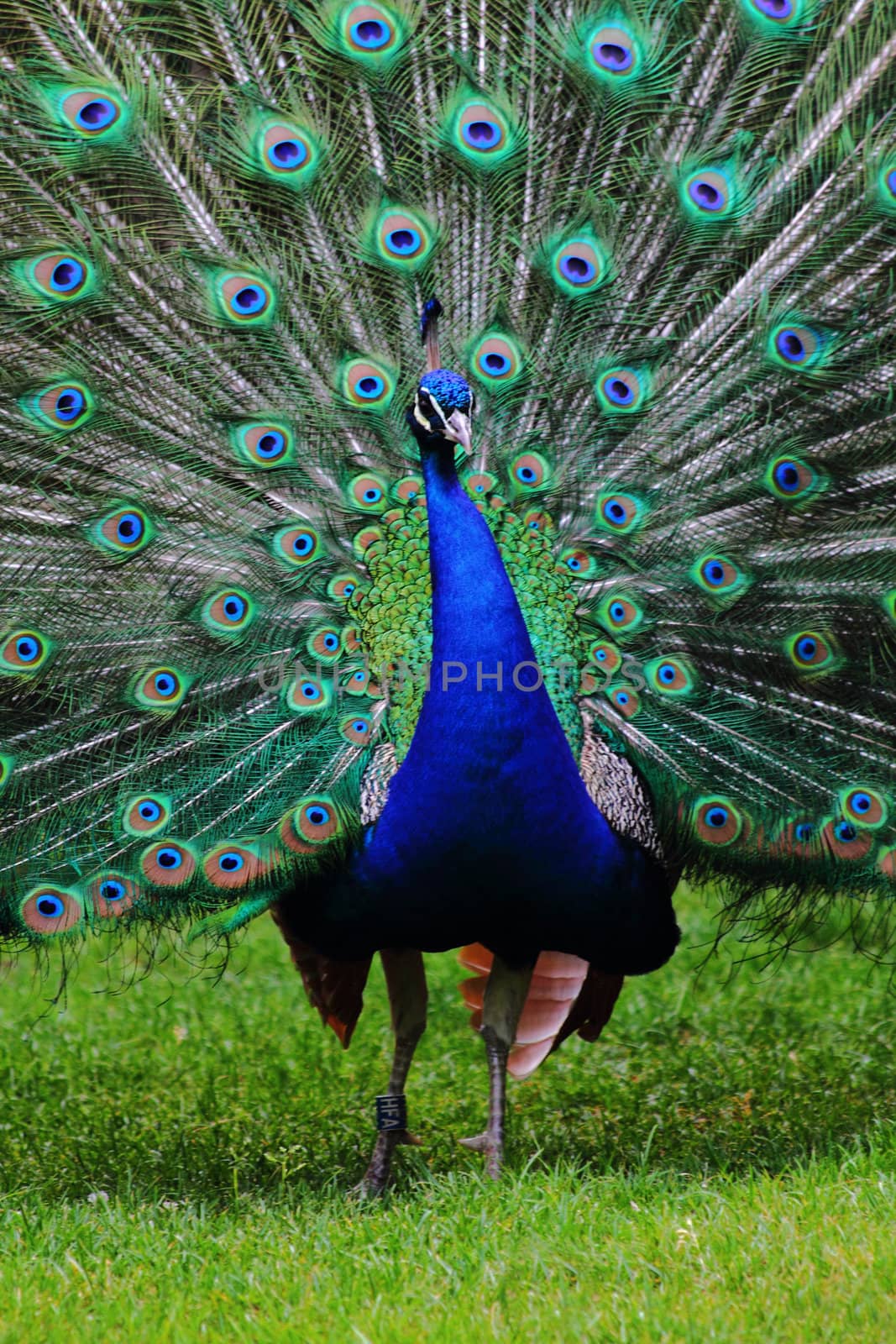 very nice peacock in the green grass