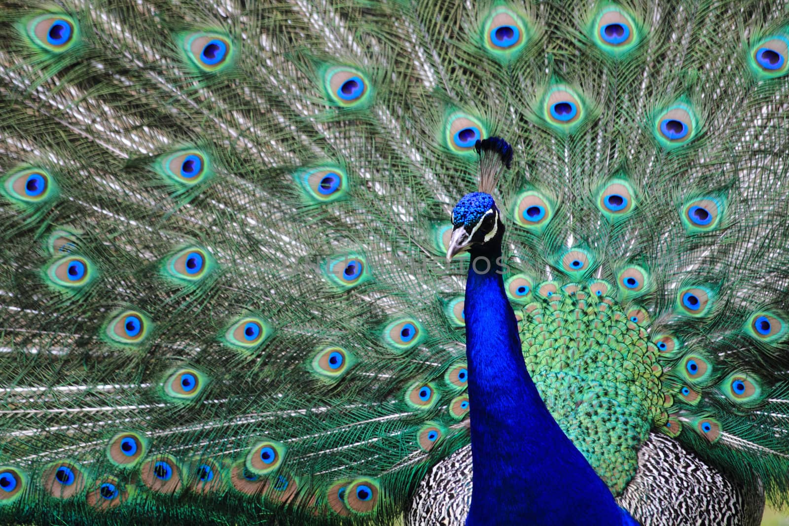 peacock as very nice and color animal background