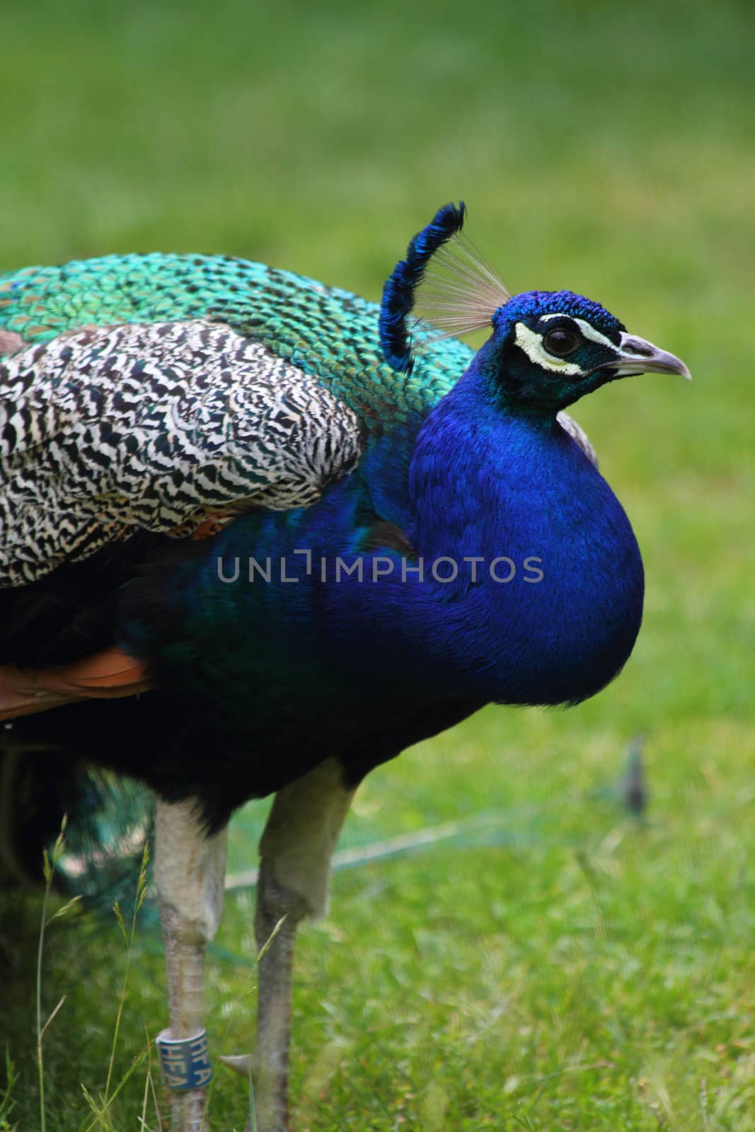 very nice peacock in the green grass