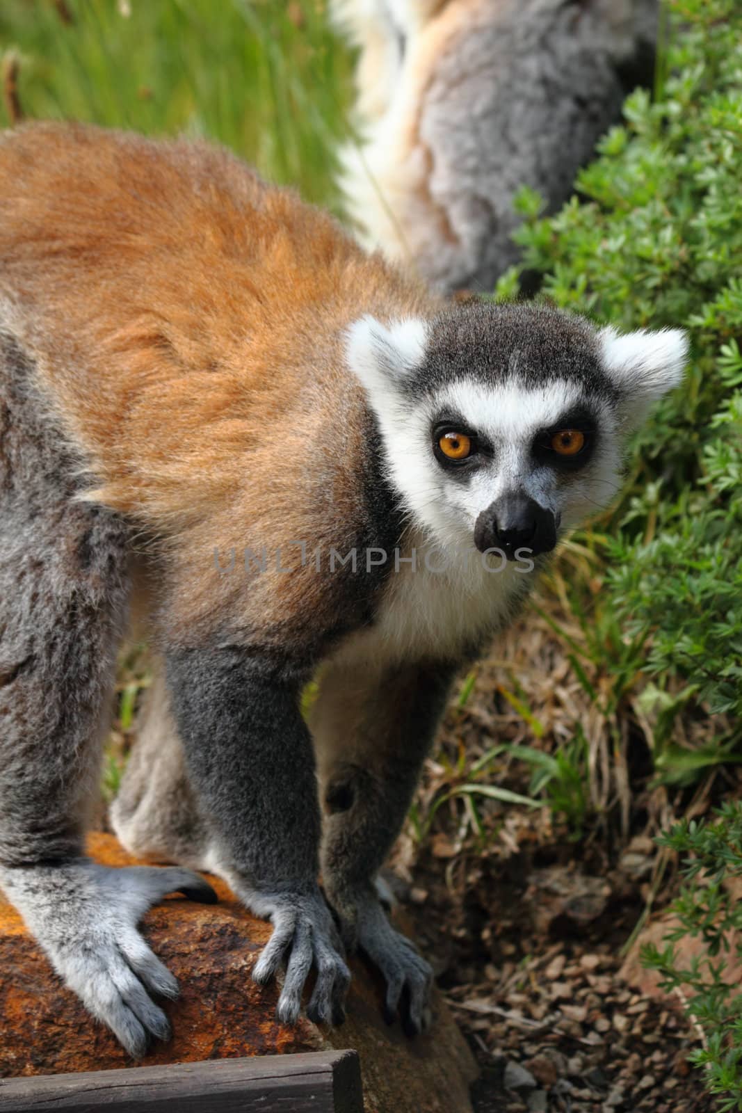 lemur monkey as very nice and funny animal 