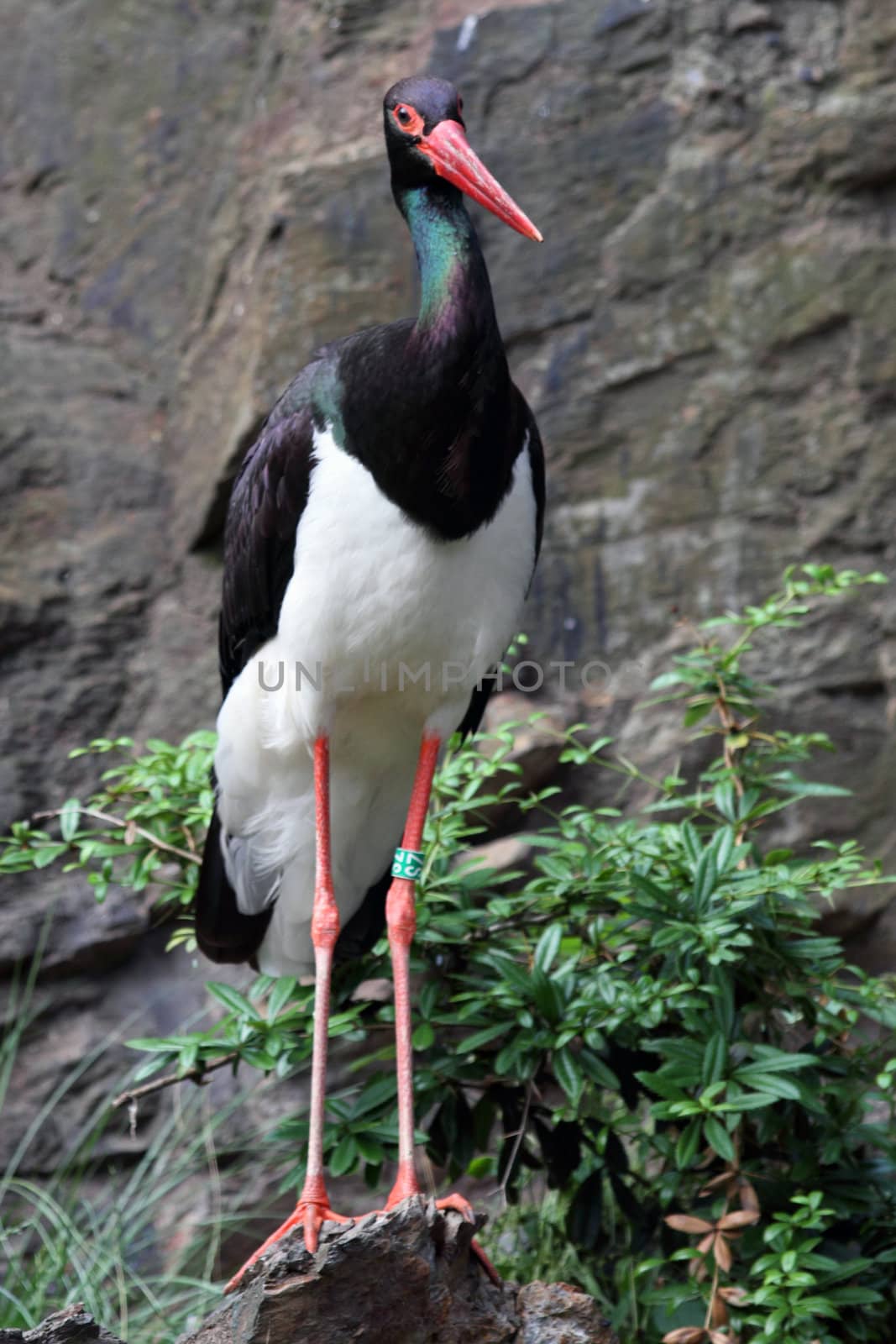 black stork by jonnysek