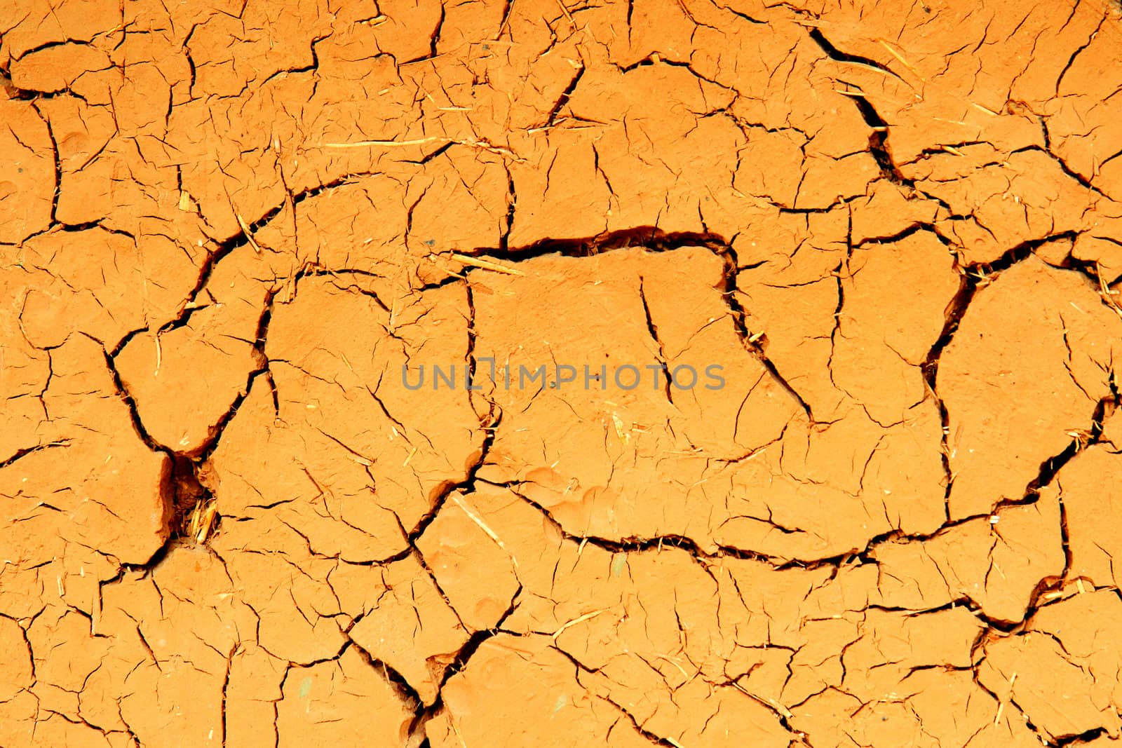 dry background from the field from the czech republic
