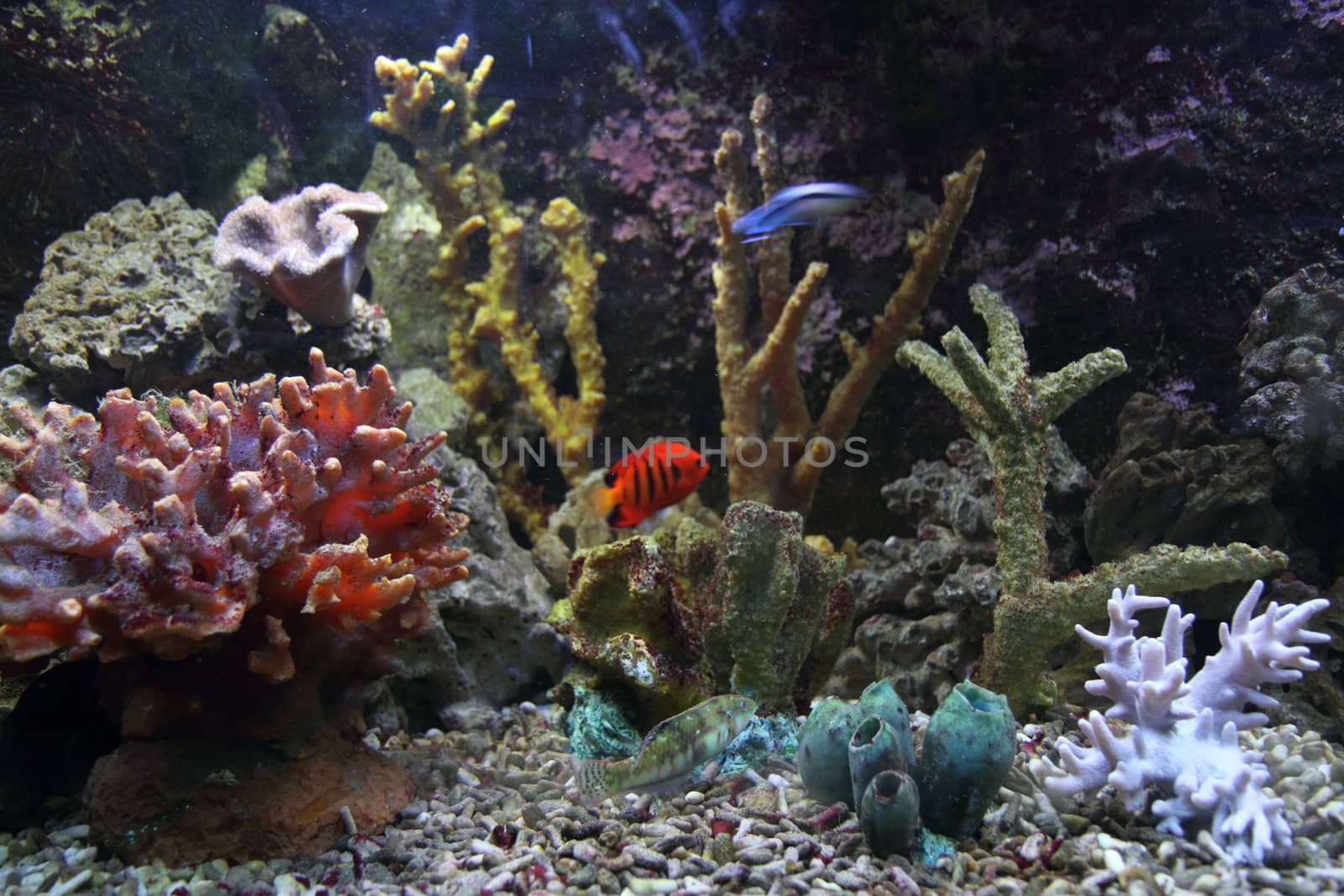 corals and fishes as very nice aquarium background