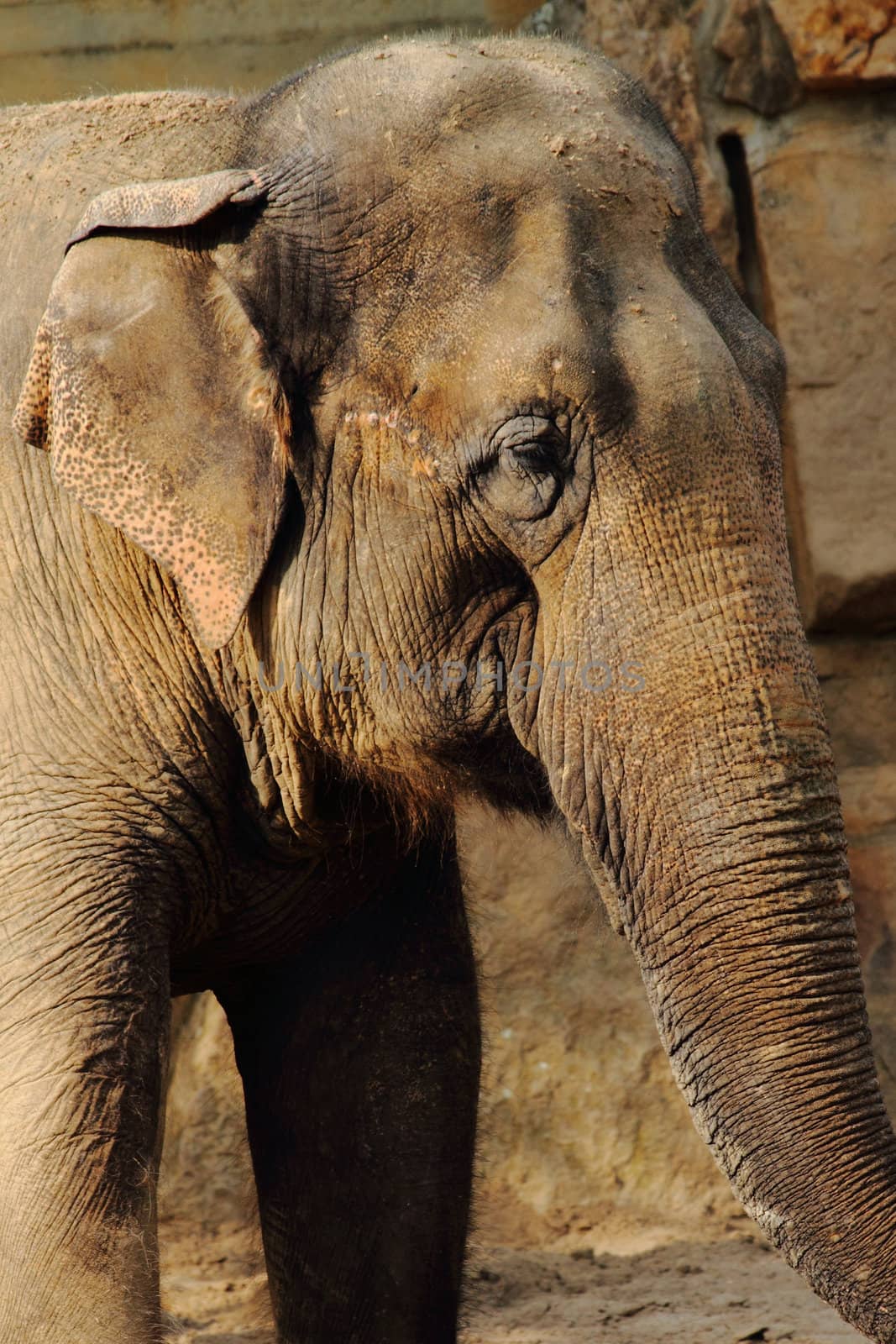 nice detail of old elephant big head 