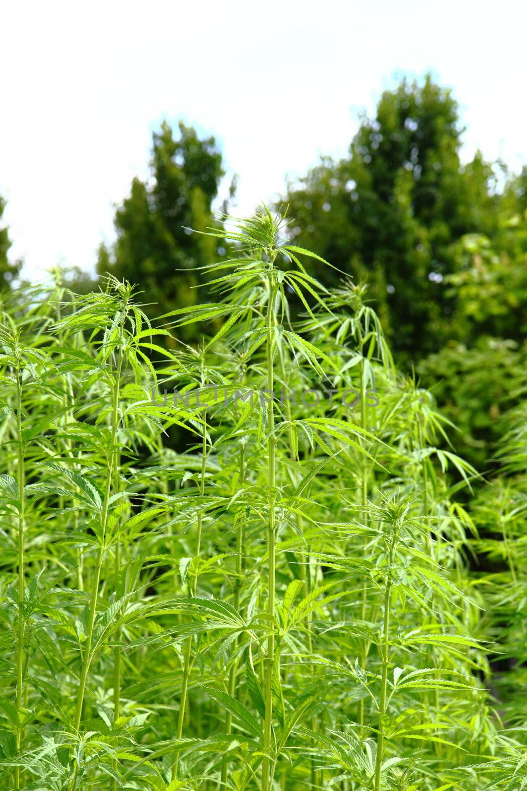 detail of marijuana field from the czech republic