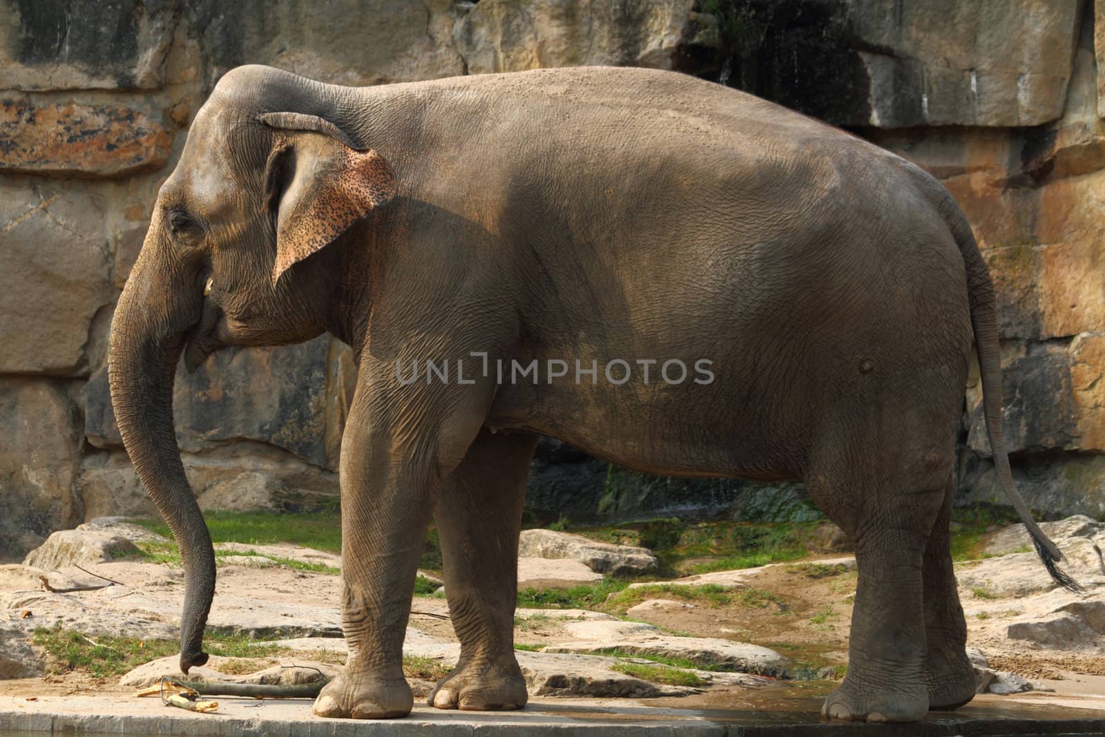 big elephant is walking in his home 