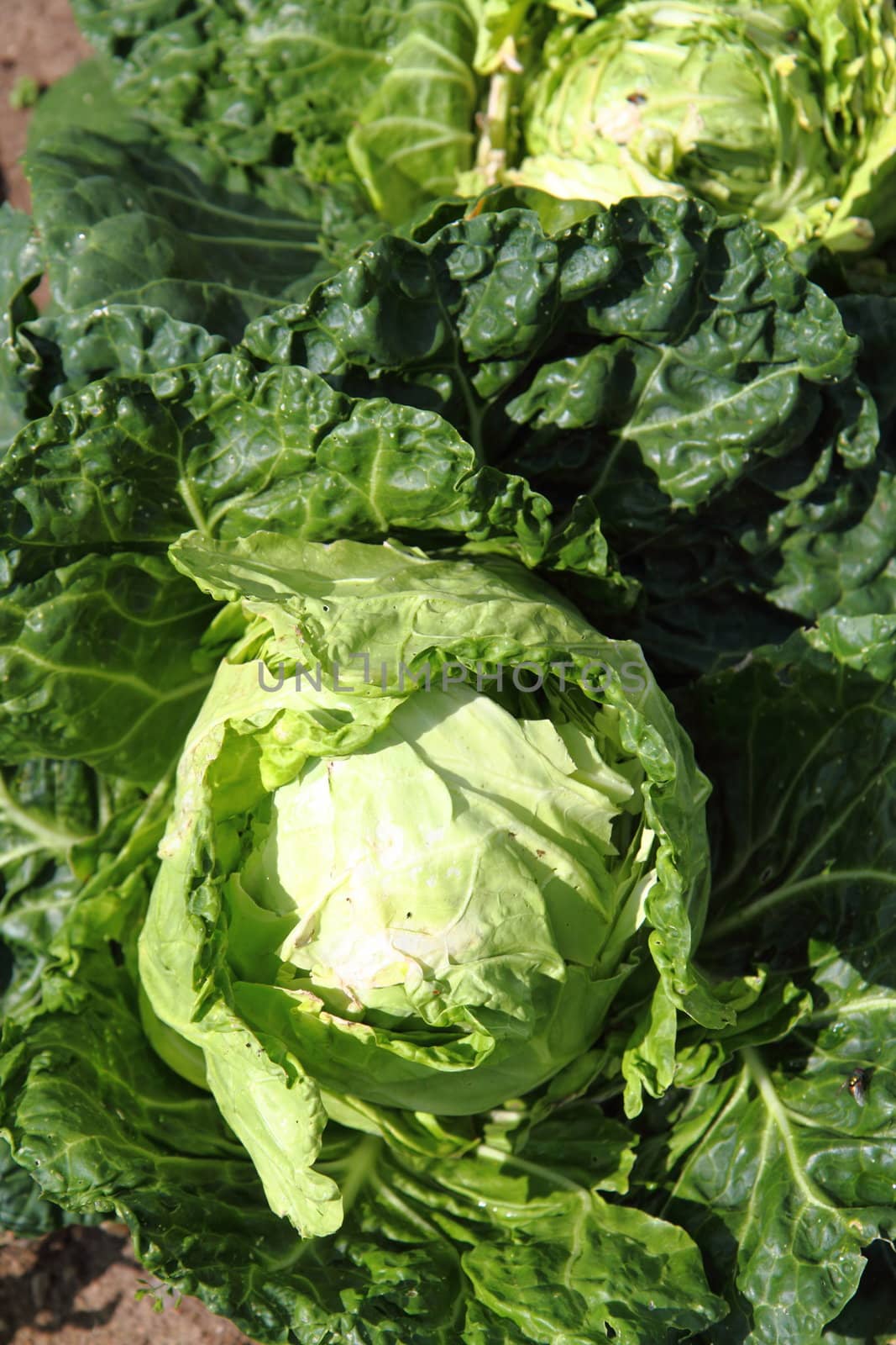 fresh green cabagge from the field as natural background