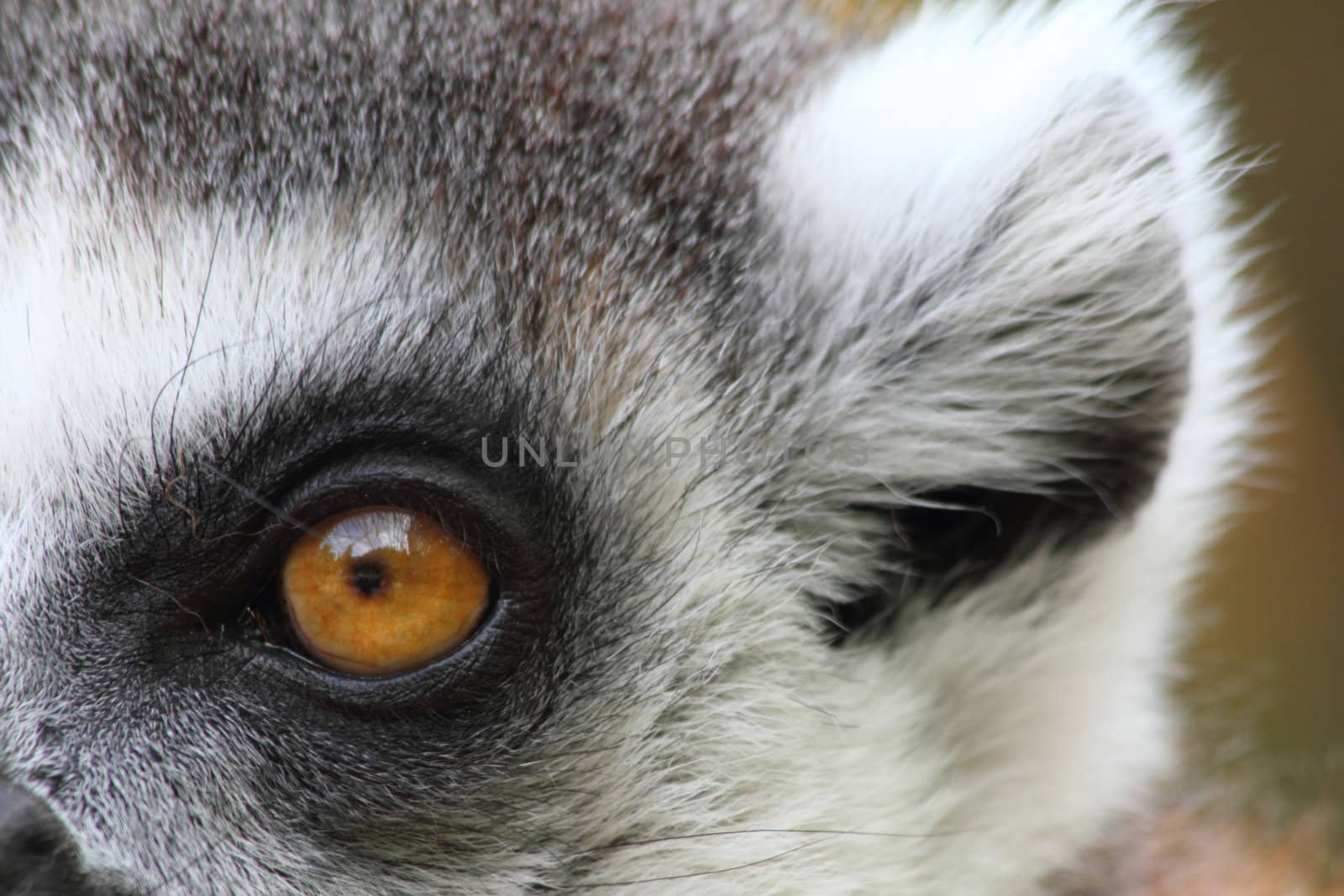 very nice detail of lemur monkey head 