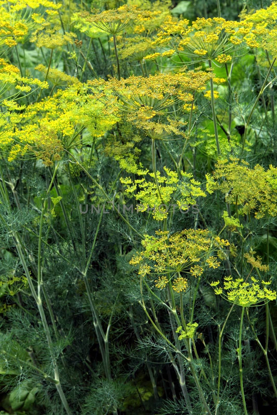 green dill as nice natural herbs background